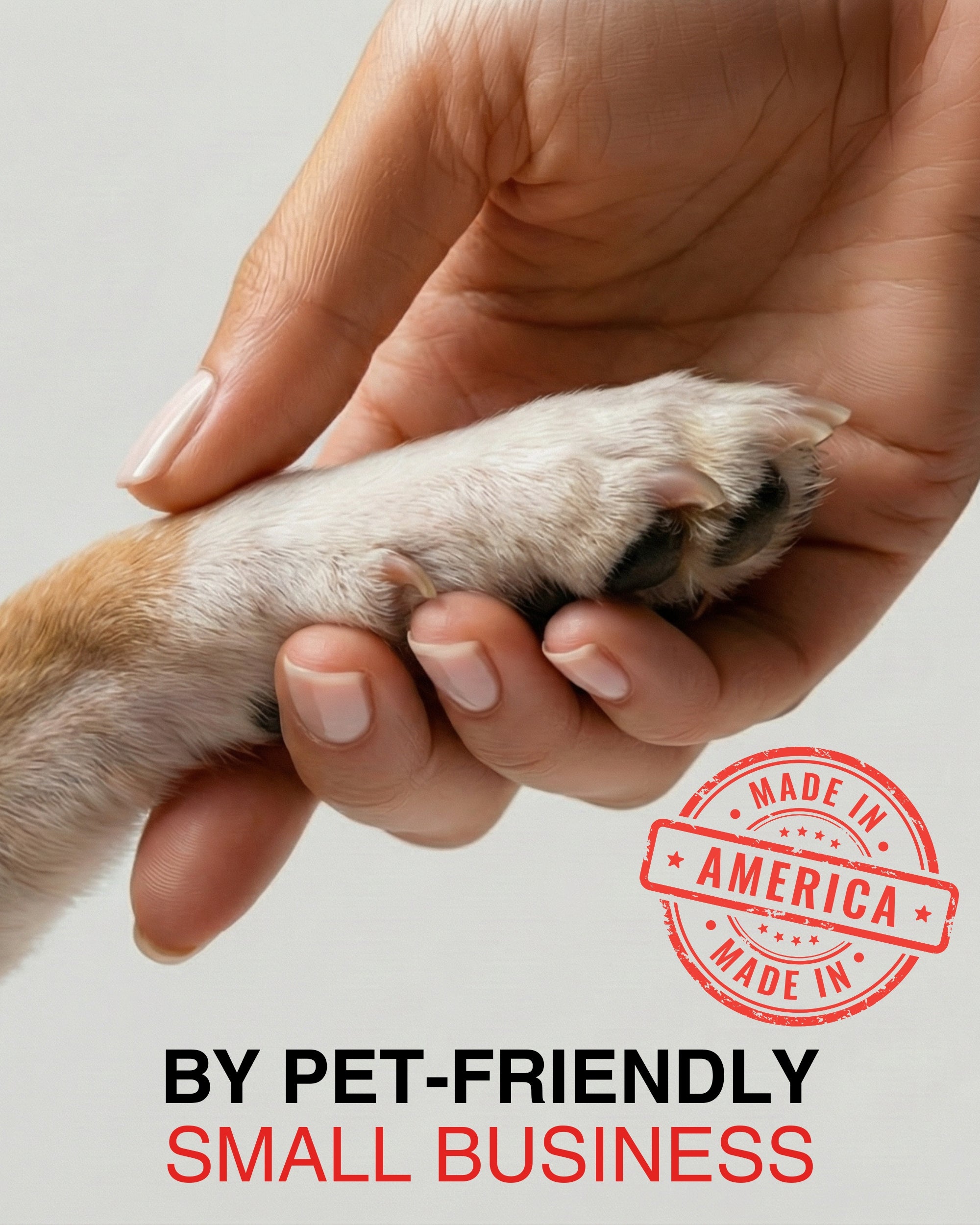 Chihuahua Greeting Card – Cute Dog Love Card for Valentine’s Day, Anniversary, Birthday & Sweet Sixteen, Blank Inside 5x7, Premium Card with Envelope, Celebrate Collection, Made in USA